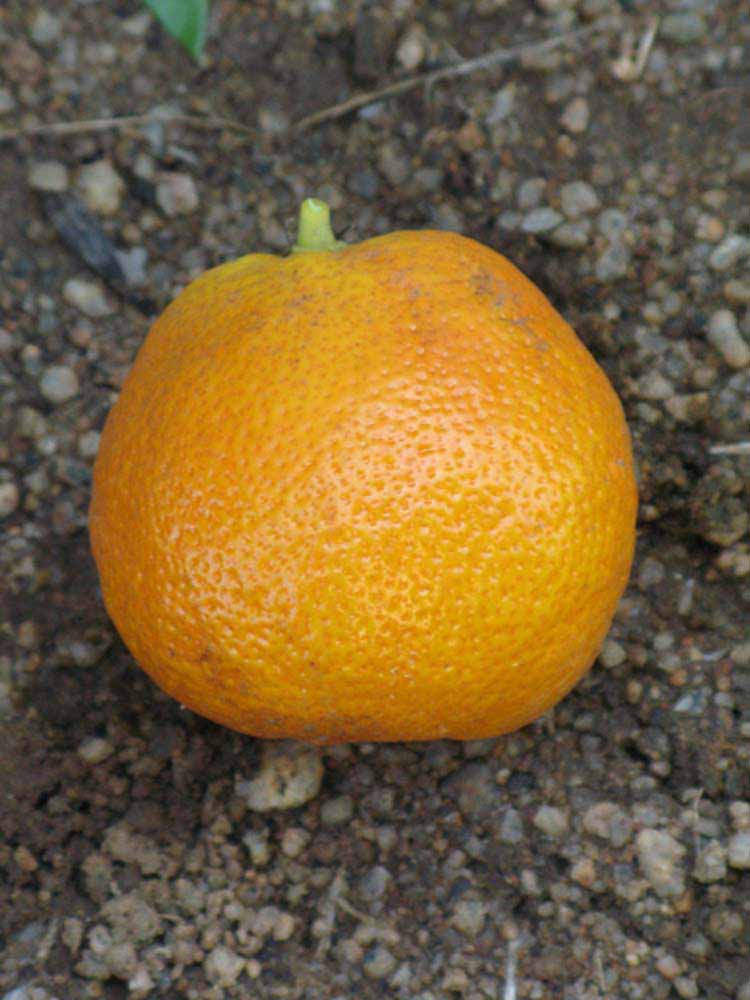              Fruit of  Citrus sudachi        (Riverside, CA)       
